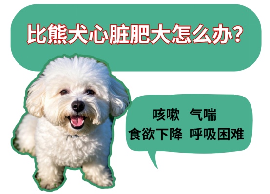 比熊犬心脏肥大怎么办？超全应对指南来啦！