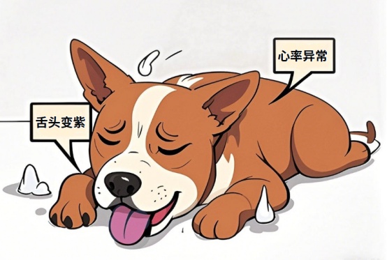 狗狗心脏肥大怎么办?