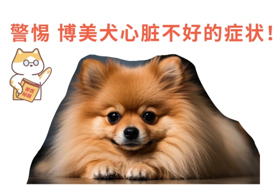 博美犬心脏不好的症状及防治措施