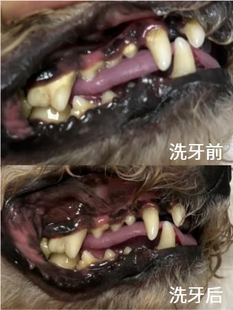 超实用!狗狗牙龈红肿,这些“神药”来帮忙!