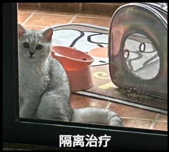猫杯状病毒不再难治!这些方法值得一试