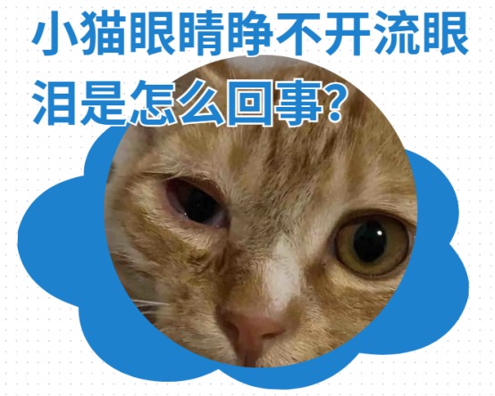 小猫眼睛睁不开流眼泪是怎么回事?