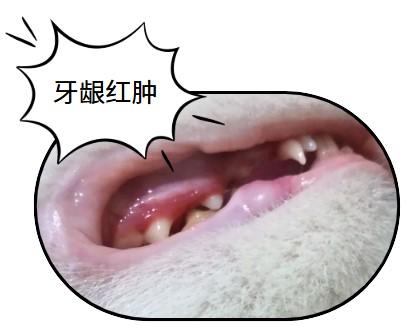 猫咪牙龈红肿口臭用什么药物治疗有效?