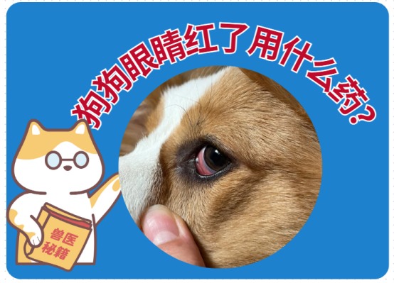 狗狗眼睛红了能用哪些眼药水?