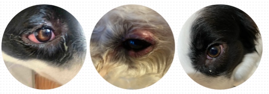 狗狗泪痕是什么原因引起的?
