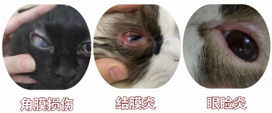 猫咪眼睛发炎用什么药