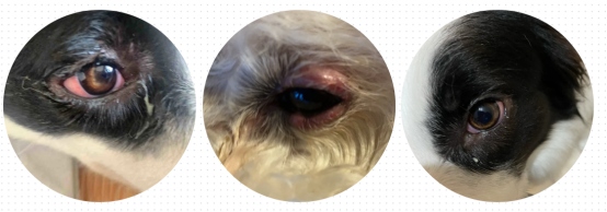 狗狗眼睛发炎用什么眼药水?