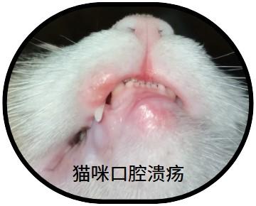 猫咪口腔溃烂恶臭?快学习这些拯救妙招!