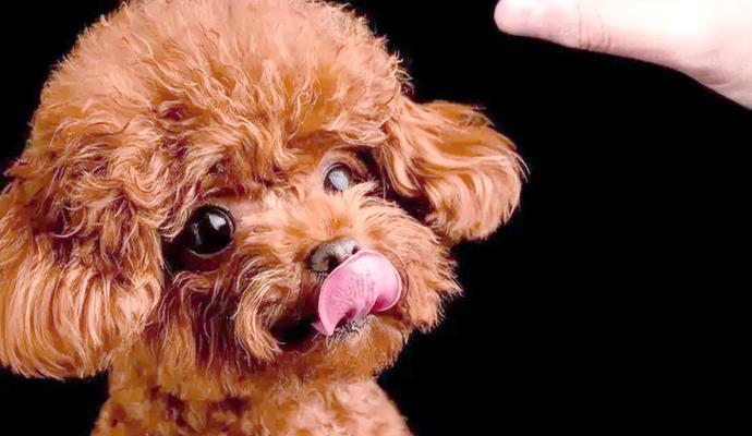 如何正确呵护你的贵宾犬皮毛（贵宾犬皮毛护理指南，让你的宠物更健康美丽）