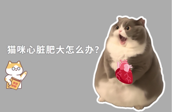 三分治，七分养——猫咪心肌肥厚最佳治疗方法
