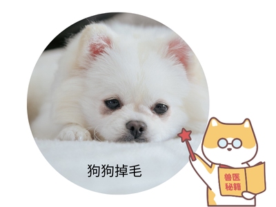 狗狗掉毛吃什么改善？这份清单快收藏