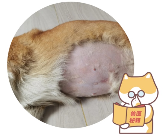 狗狗心脏肥大引起腹水怎么办？别慌，这里有应对指南！
