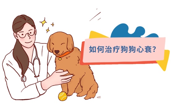 狗狗心衰吃什么药？