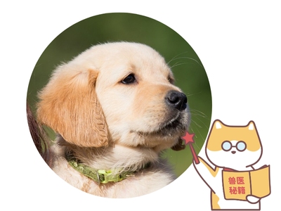 狗狗毛发干枯无光泽？试试这些小窍门，恢复亮丽毛发！