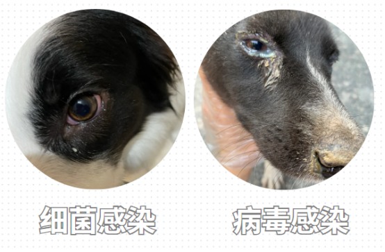 小狗流眼泪是怎么回事?