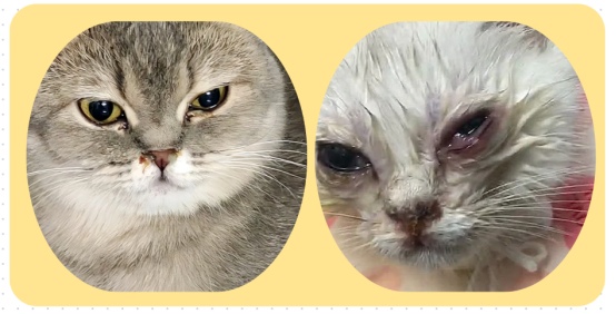 猫咪眼睛红肿流泪睁不开