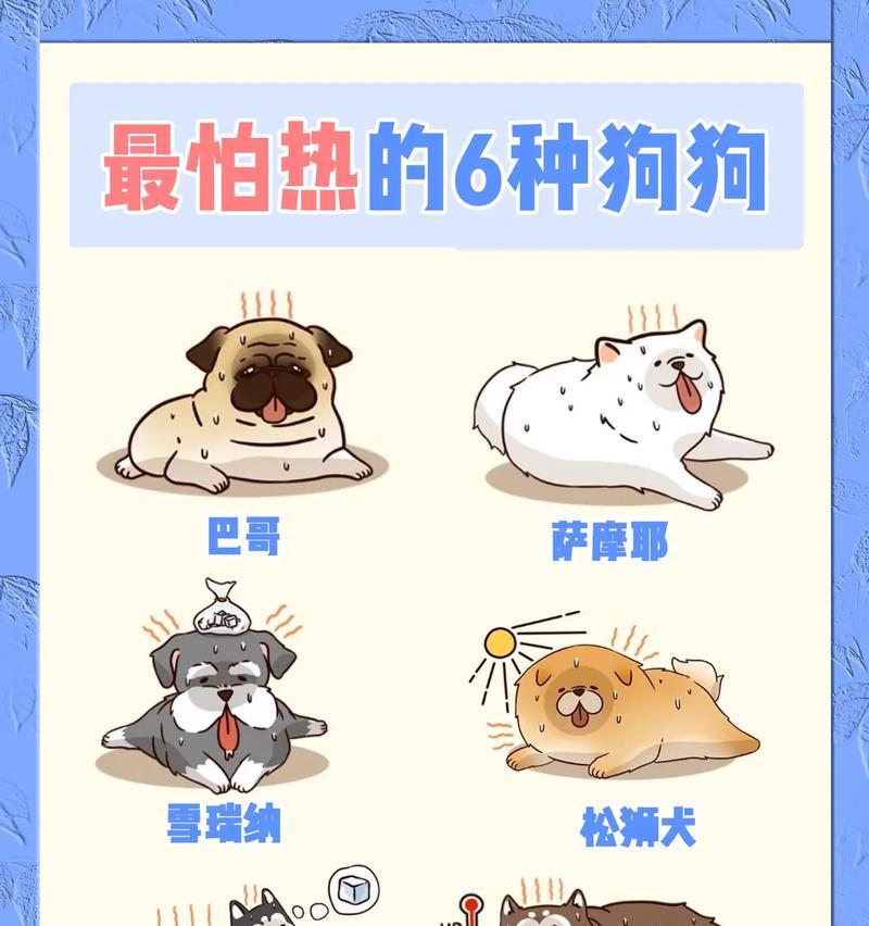 常见狗狗价格揭秘（解析6种常见狗狗的价格及入手要点）