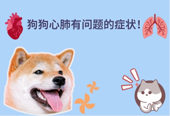 注意！这些细微变化，可能是狗狗心肺有问题的症状！