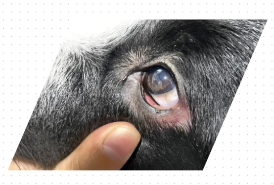 狗狗眼睛红红的怎么回事？