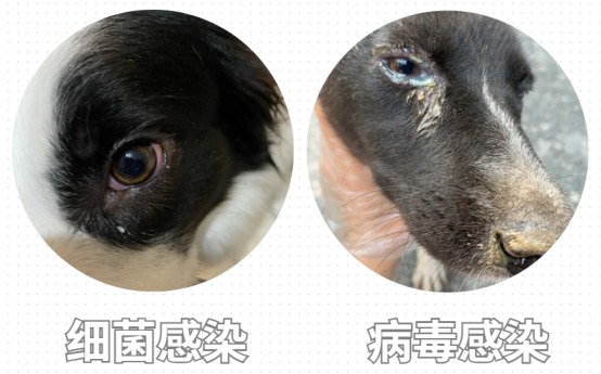小狗有泪痕怎么去除?