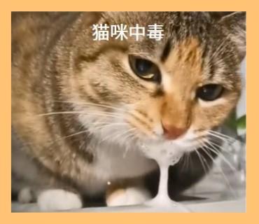 猫咪口腔粘液多,原因与解决方案!