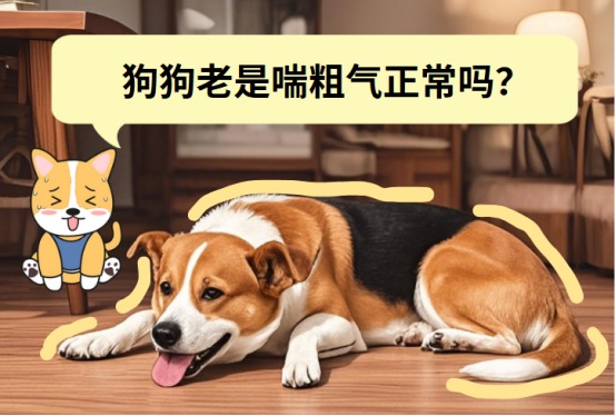 狗狗老是喘粗气正常吗？——了解背后的原因