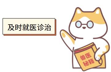 猫咪嘴边挂粘液,活力下降求解!