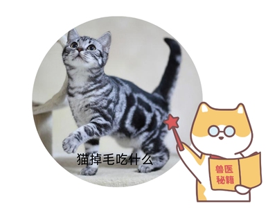 猫咪掉毛严重应该吃什么？这些食物是关键！