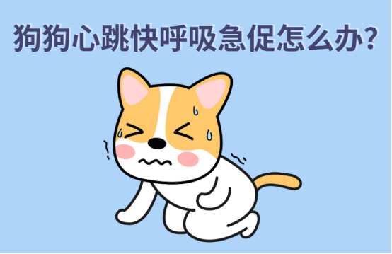 狗狗心跳快呼吸急促怎么办？别慌，教你如何应对！