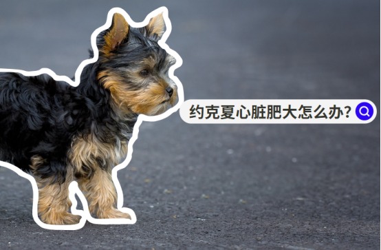 约克夏心脏肥大怎么办？专业用药+实用护理指南