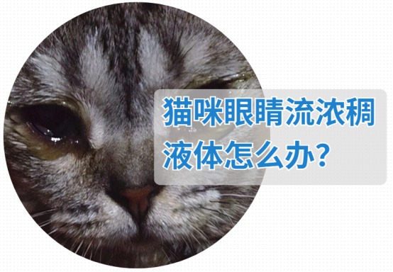 猫咪眼睛流浓稠液体怎么办?