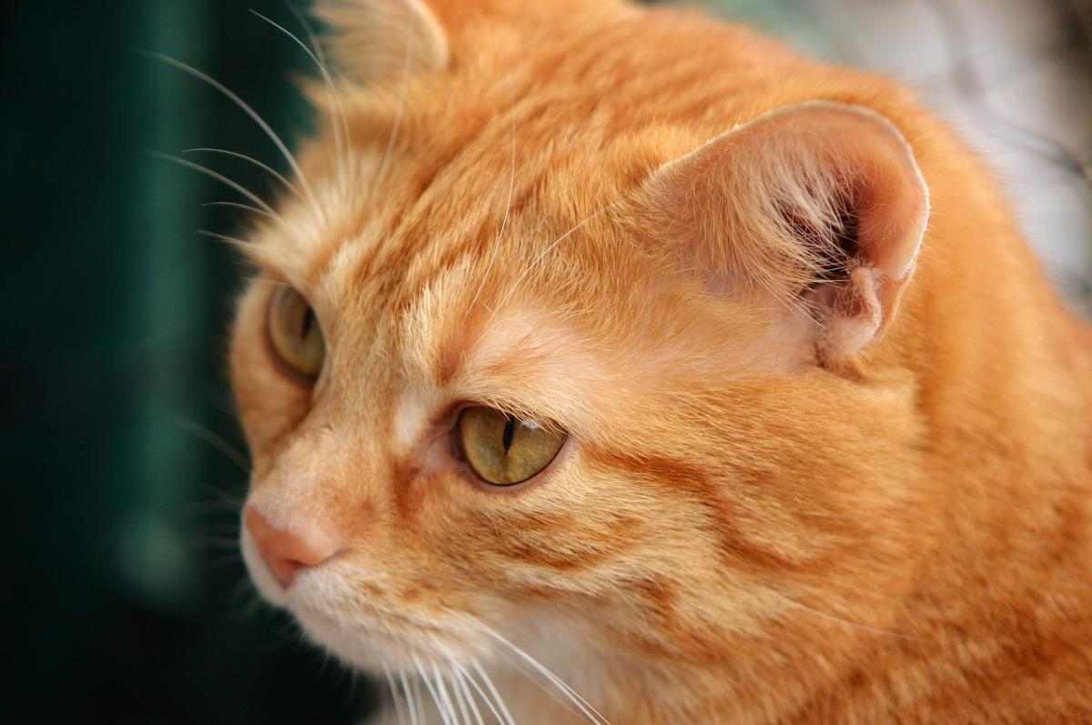 猫咪毛发没有光泽？原因及解决办法