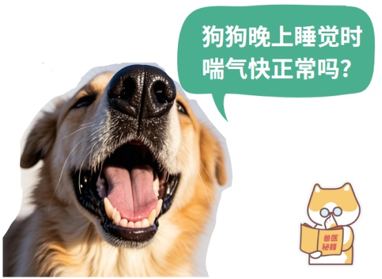 狗狗气短呼吸急促舌苔发白怎么办？吃什么药？