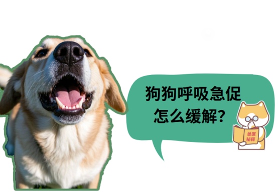 铲屎官必看：狗狗呼吸急促怎么缓解？