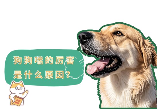 狗狗喘的厉害是什么原因？该怎么缓解？