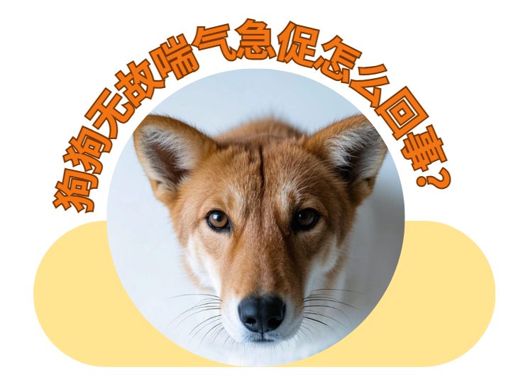 狗狗无故喘气急促？可以这样紧急处理！