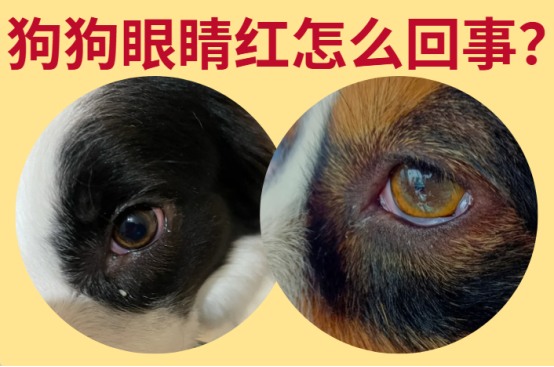 狗狗眼睛红怎么回事?
