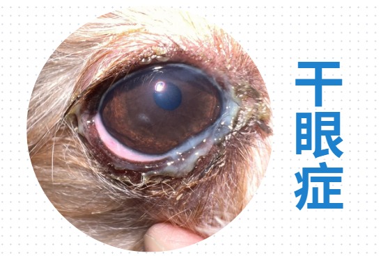狗狗眼睛红红的怎么办?