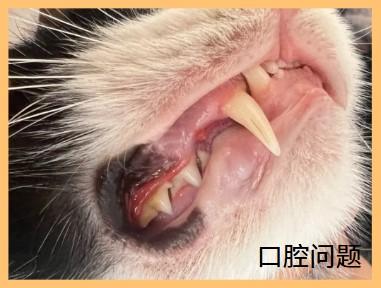 猫咪牙龈红肿口臭用什么药物治疗有效？