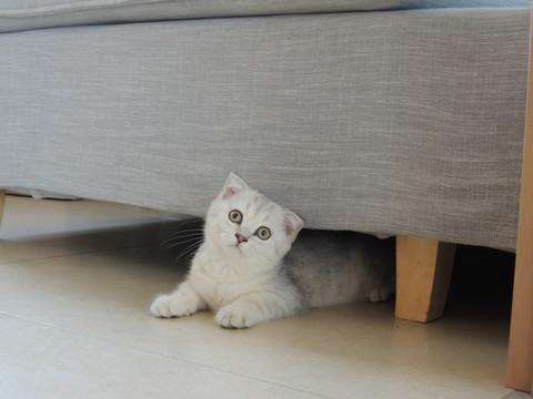 银渐层猫掉毛严重怎么办？铲屎官必看攻略！