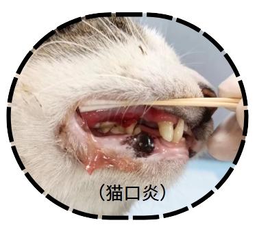 猫咪口炎自愈指南:真相与误区