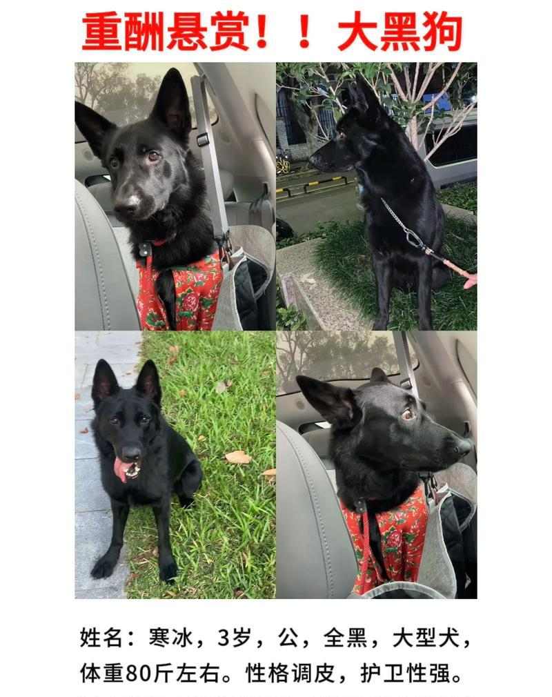 德国牧羊犬的饮食需求（以健康为主，避免这些食物）