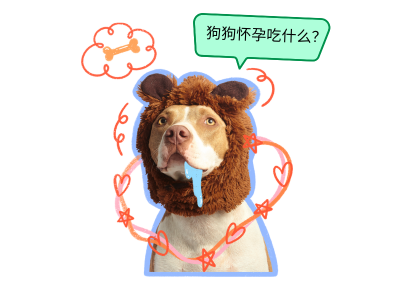 必看！狗狗怀孕吃什么有营养，助力孕犬健康
