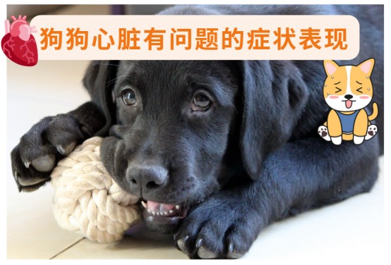 狗狗心脏问题有迹可循，这些症状你要懂！