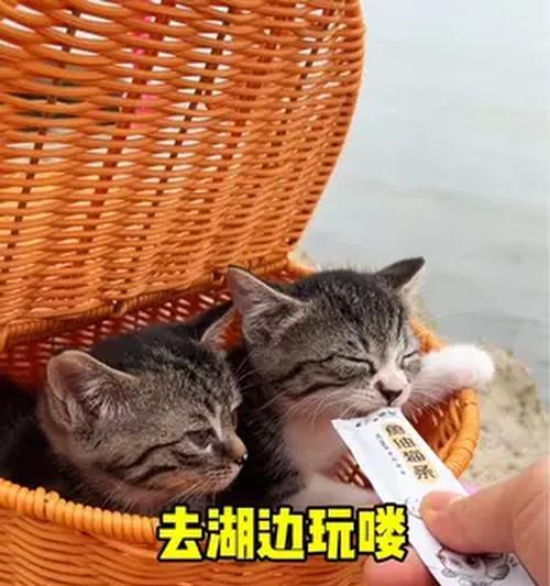 如何让你的猫咪拥有快乐的玩耍时间（如何选择适合猫咪的玩具）