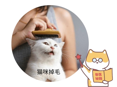 猫咪掉毛怎么办？猫掉毛最好的解决办法