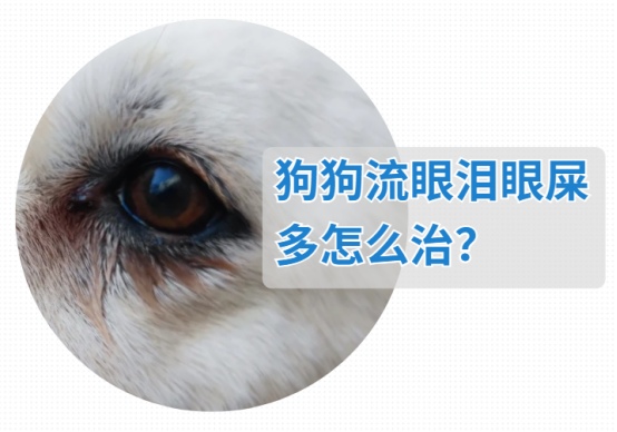 狗狗流眼泪眼屎多怎么治?