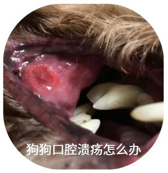 狗狗口腔溃疡?这几个简单方法帮你搞定!