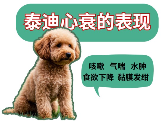 泰迪心衰的表现，你知道几个？