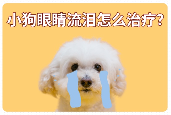 小狗眼睛流泪别慌，告诉你怎么治疗！